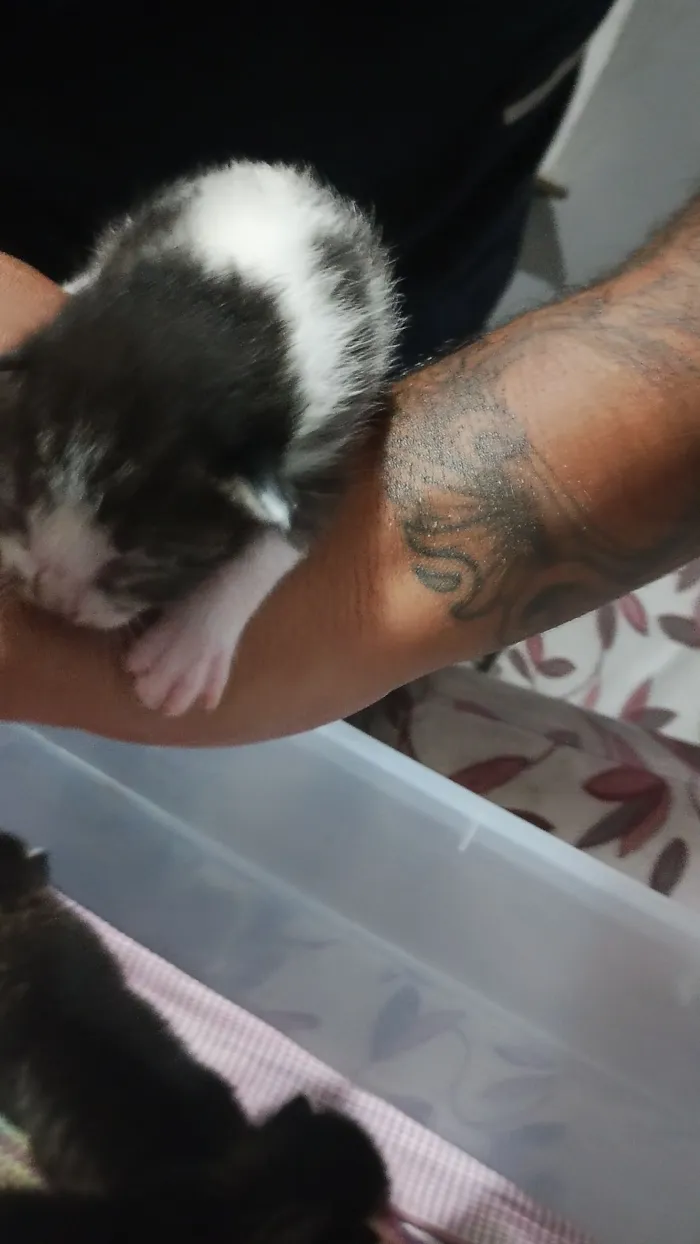 Gato raça SRD-ViraLata idade Abaixo de 2 meses nome gatinhos filhotes