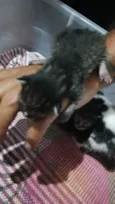 gatinhos filhotes
