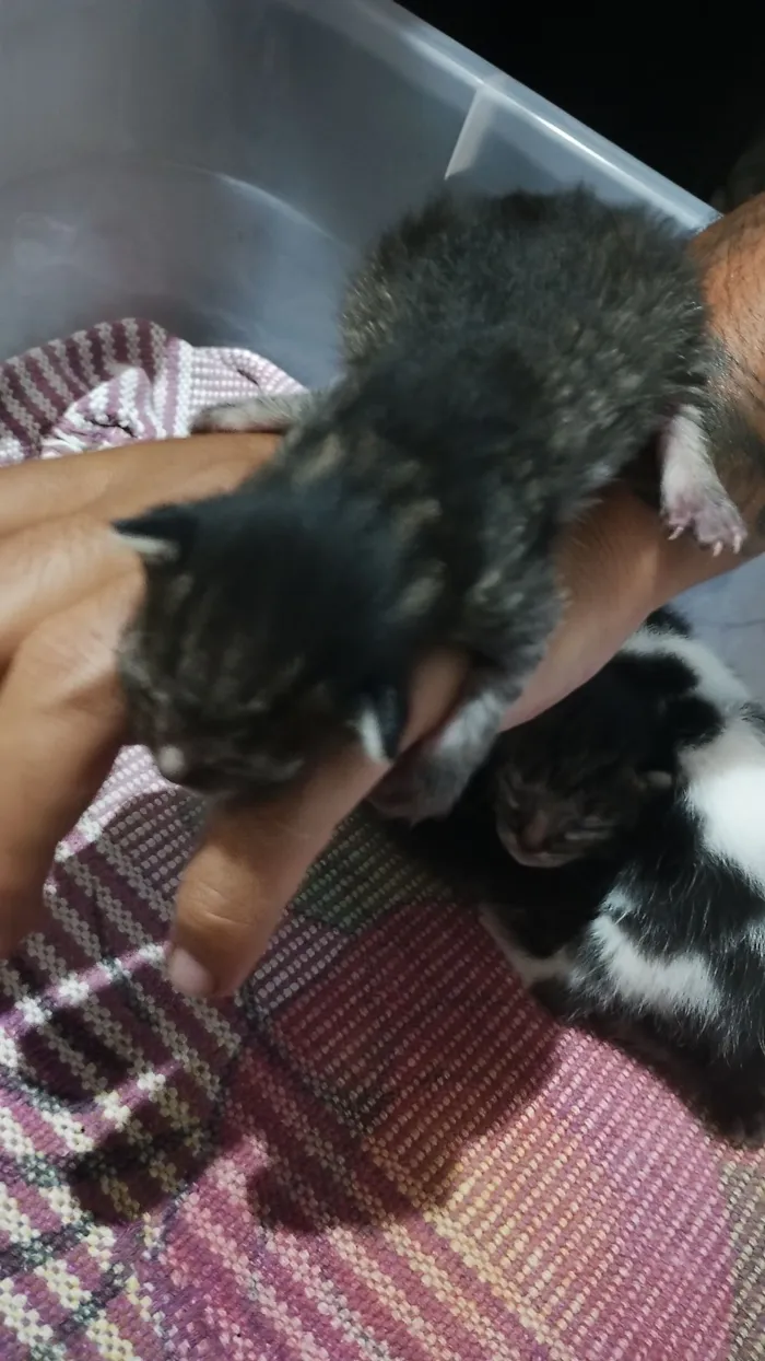 Gato raça SRD-ViraLata idade Abaixo de 2 meses nome gatinhos filhotes