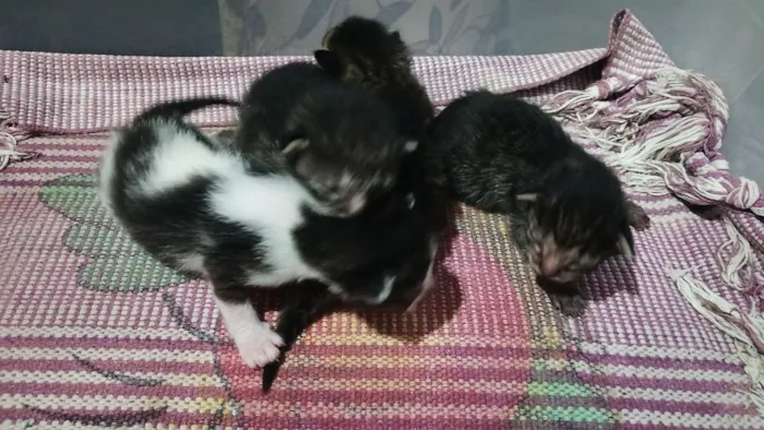 Gato raça SRD-ViraLata idade Abaixo de 2 meses nome gatinhos filhotes