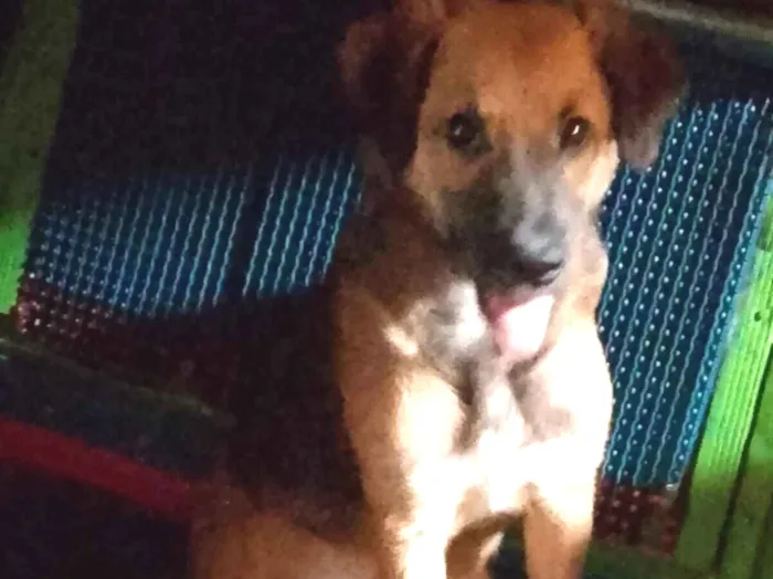 Cachorro raça SRD-ViraLata idade 2 a 6 meses nome Mel