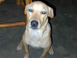 Cachorro raça SRD-ViraLata idade 1 ano nome Muñeca 