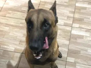 Cachorro raça Pastor Alemão idade 2 anos nome Ralph 