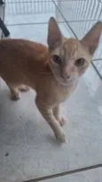 gato laranja
