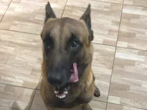 Cachorro raça Pastor Alemão idade 2 anos nome Ralph 