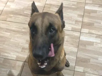 Cachorro raça Pastor Alemão idade 2 anos nome Ralph 