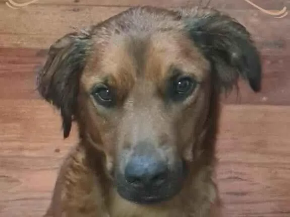 Cachorro raça SRD-ViraLata idade 4 anos nome Bichão 