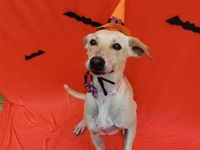 Cachorro raça SRD-ViraLata idade 4 anos nome Emília