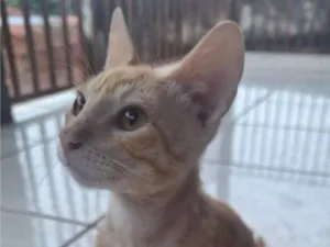 Gato raça SRD-ViraLata idade 2 a 6 meses nome Gato para doação 