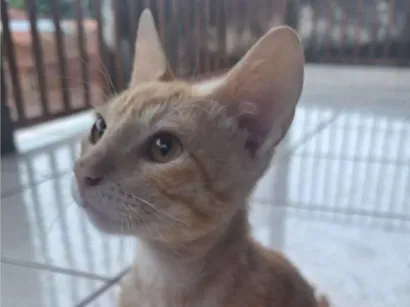Gato raça SRD-ViraLata idade 2 a 6 meses nome Gato para doação 