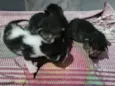 gatinhos filhotes