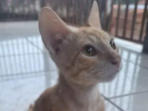 Gato raça SRD-ViraLata idade 2 a 6 meses nome gato laranja