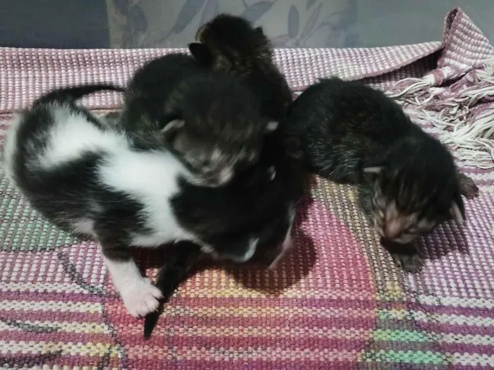 Gato raça SRD-ViraLata idade Abaixo de 2 meses nome filhotes