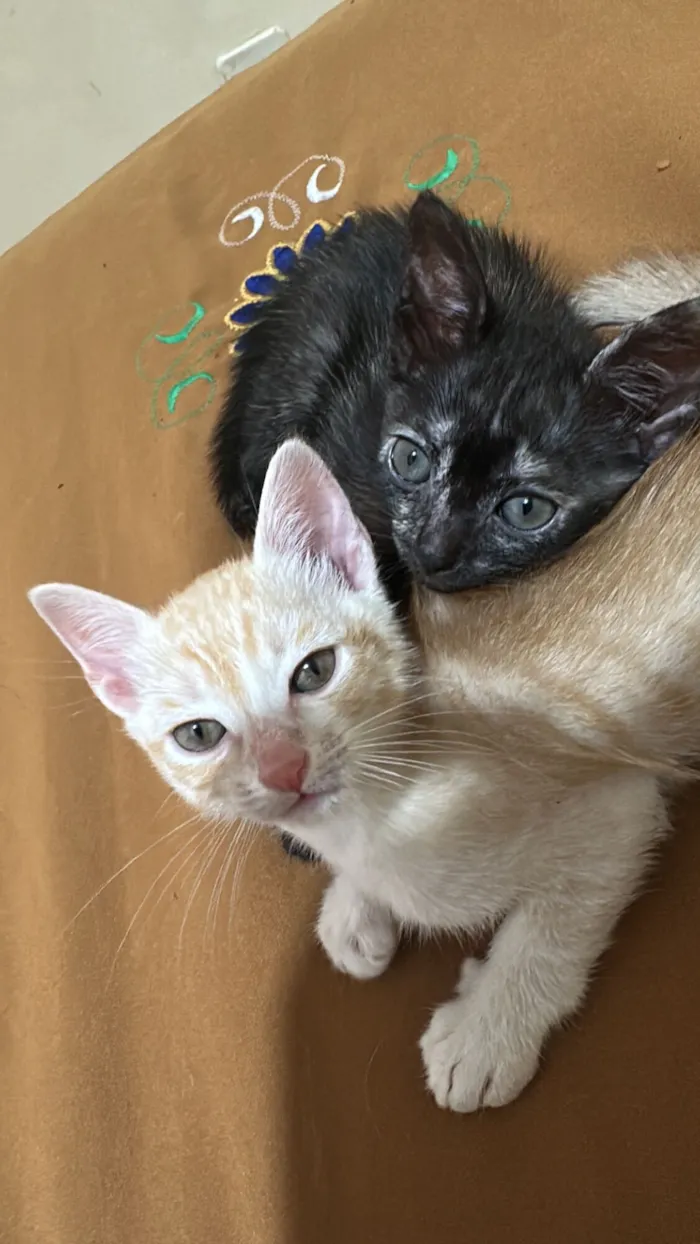Gato raça SRD-ViraLata idade Abaixo de 2 meses nome Diana e Caleb