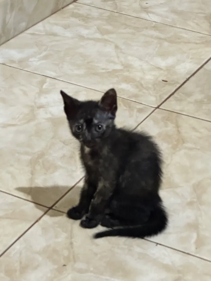 Gato raça SRD-ViraLata idade Abaixo de 2 meses nome Diana e Caleb