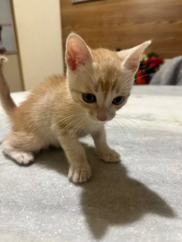 Gato raça SRD-ViraLata idade Abaixo de 2 meses nome Diana e Caleb