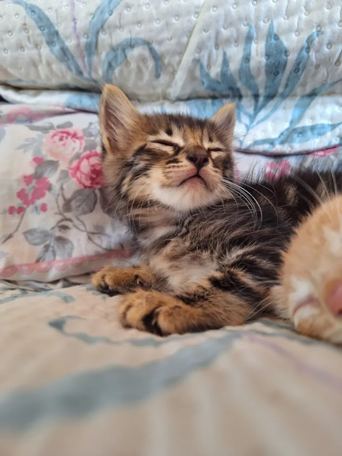 Gato raça SRD-ViraLata idade Abaixo de 2 meses nome Leãozinho