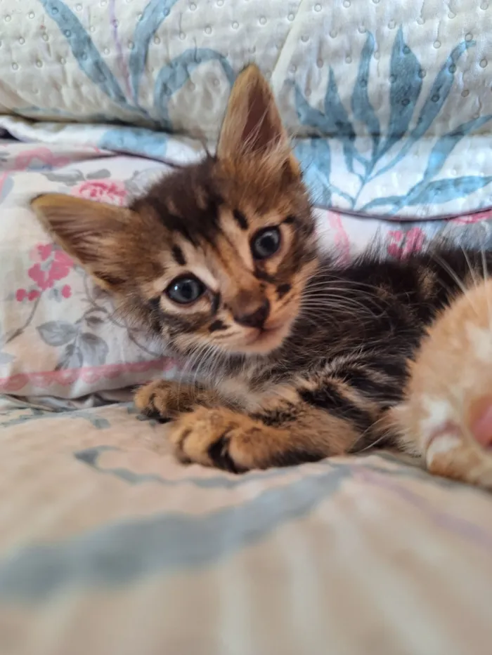 Gato raça SRD-ViraLata idade Abaixo de 2 meses nome Leãozinho