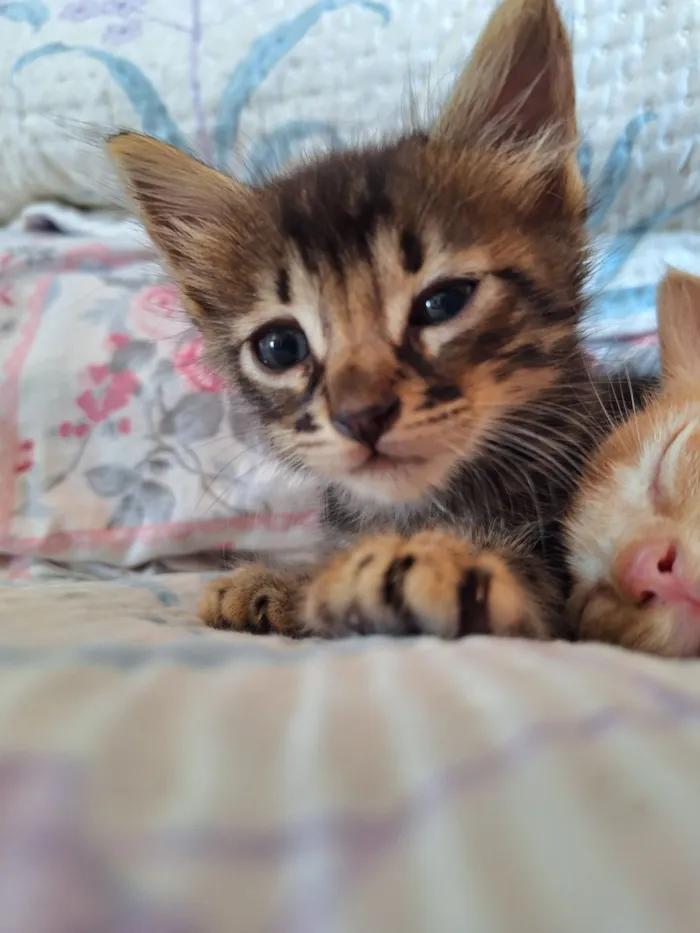 Gato raça SRD-ViraLata idade Abaixo de 2 meses nome Leãozinho