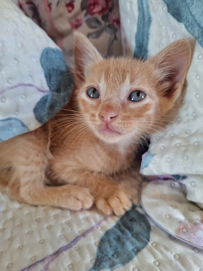 Gato raça SRD-ViraLata idade Abaixo de 2 meses nome Simba