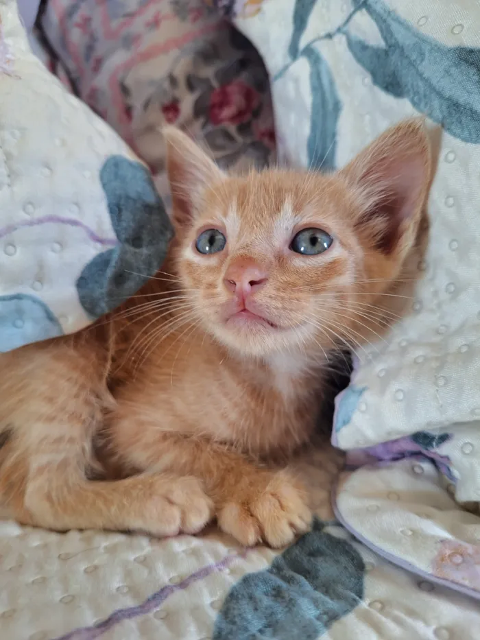 Gato raça SRD-ViraLata idade Abaixo de 2 meses nome Simba