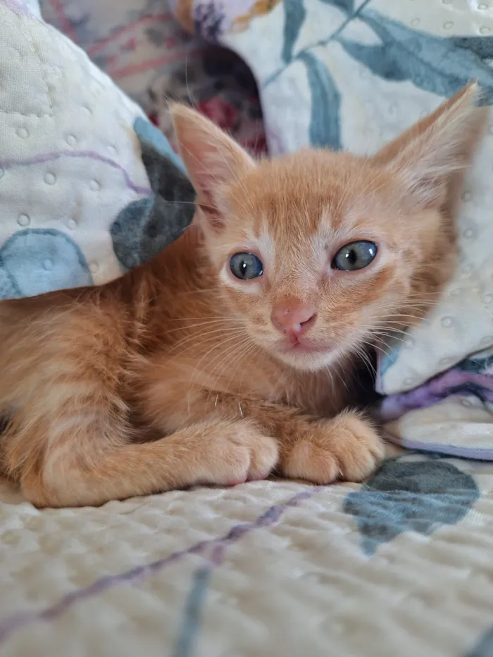 Gato raça SRD-ViraLata idade Abaixo de 2 meses nome Simba