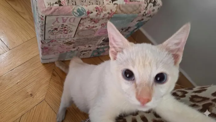 Gato raça SRD-ViraLata idade 2 a 6 meses nome Floquinho 