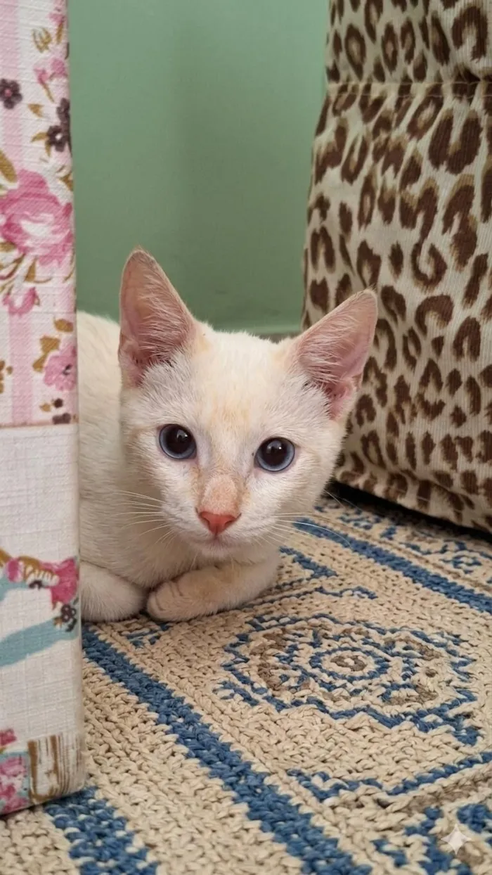 Gato raça SRD-ViraLata idade 2 a 6 meses nome Floquinho 