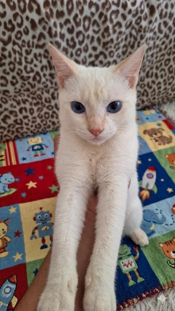 Gato raça SRD-ViraLata idade 2 a 6 meses nome Floquinho 