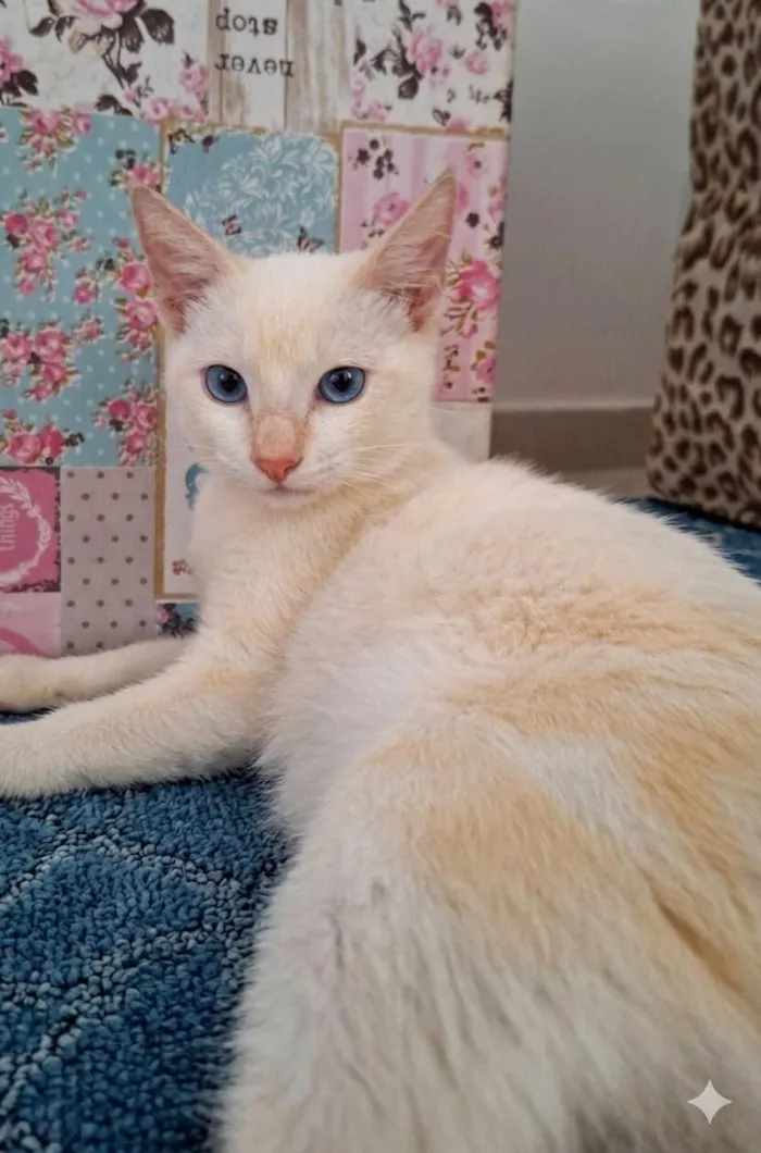 Gato raça SRD-ViraLata idade 2 a 6 meses nome Floquinho 