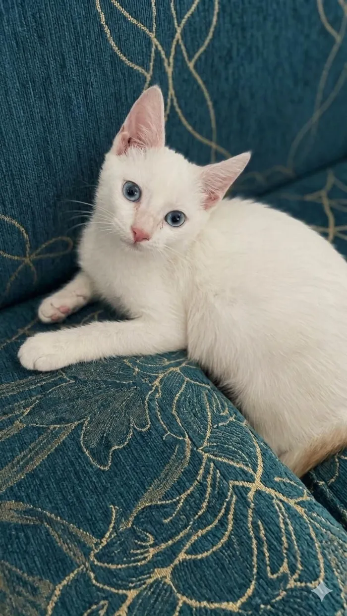 Gato raça SRD-ViraLata idade 2 a 6 meses nome Floquinho 