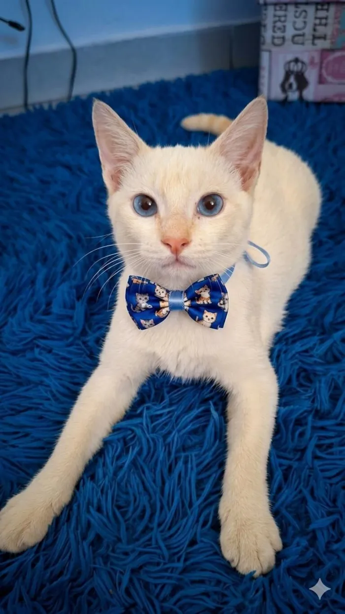 Gato raça SRD-ViraLata idade 2 a 6 meses nome Floquinho 