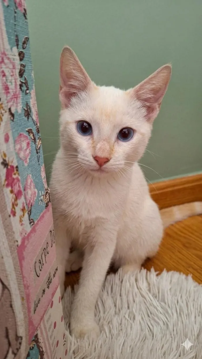 Gato raça SRD-ViraLata idade 2 a 6 meses nome Floquinho 