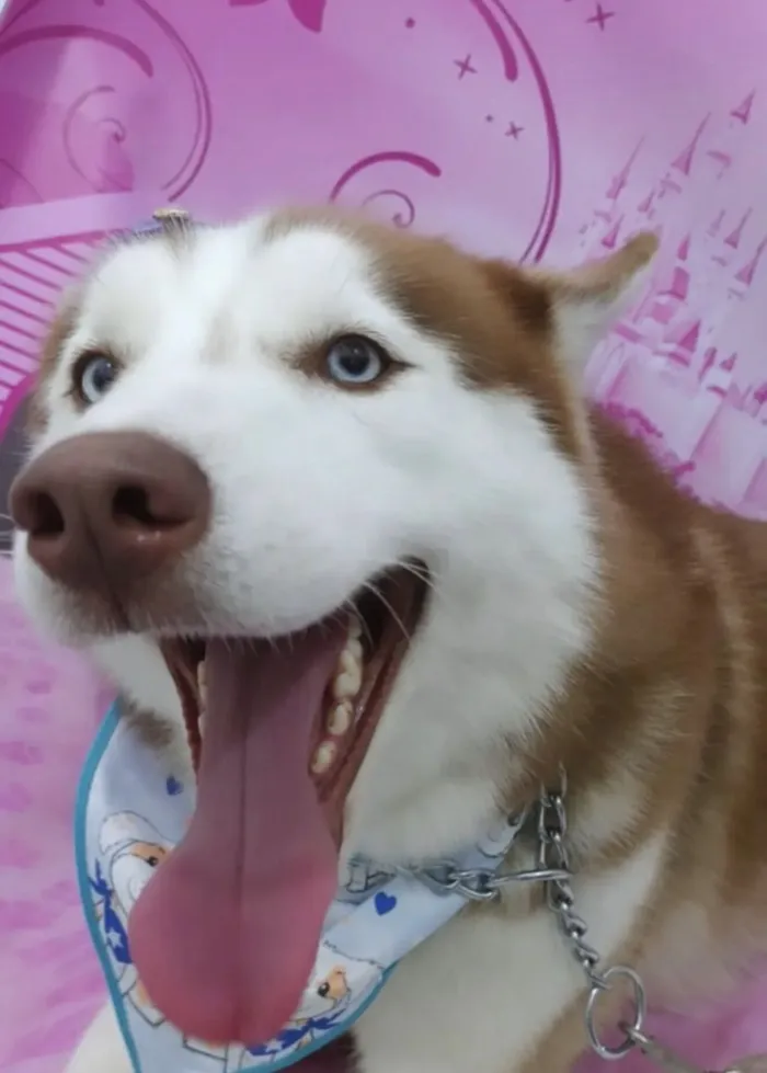 Cachorro raça Husky Siberiano idade 4 anos nome Kyara - Husky Siberiano 