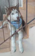 Kyara - Husky Siberiano 