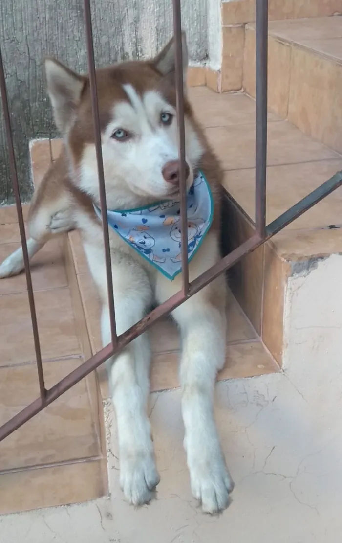 Cachorro raça Husky Siberiano idade 4 anos nome Kyara - Husky Siberiano 