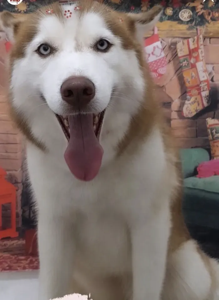 Cachorro raça Husky Siberiano idade 4 anos nome Kyara - Husky Siberiano 