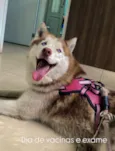 Kyara - Husky Siberiano 