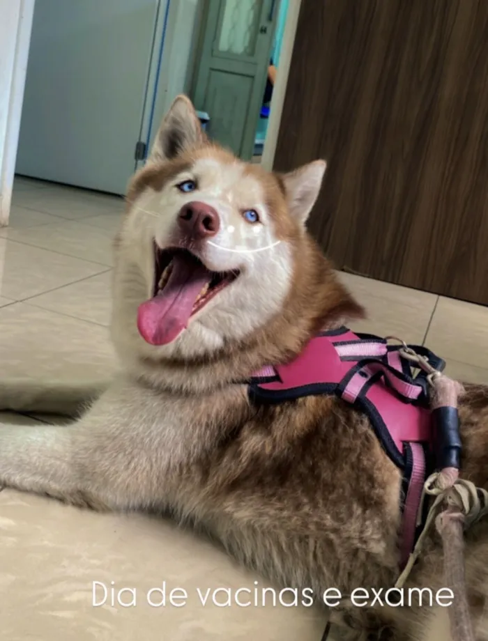 Cachorro raça Husky Siberiano idade 4 anos nome Kyara - Husky Siberiano 