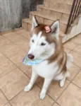 Kyara - Husky Siberiano 