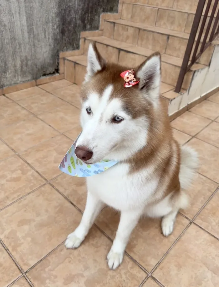 Cachorro raça Husky Siberiano idade 4 anos nome Kyara - Husky Siberiano 