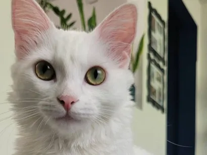 Gato raça SRD-ViraLata idade 7 a 11 meses nome Nina