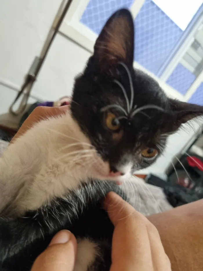 Gato raça SRD-ViraLata idade 2 a 6 meses nome Pequeninho 