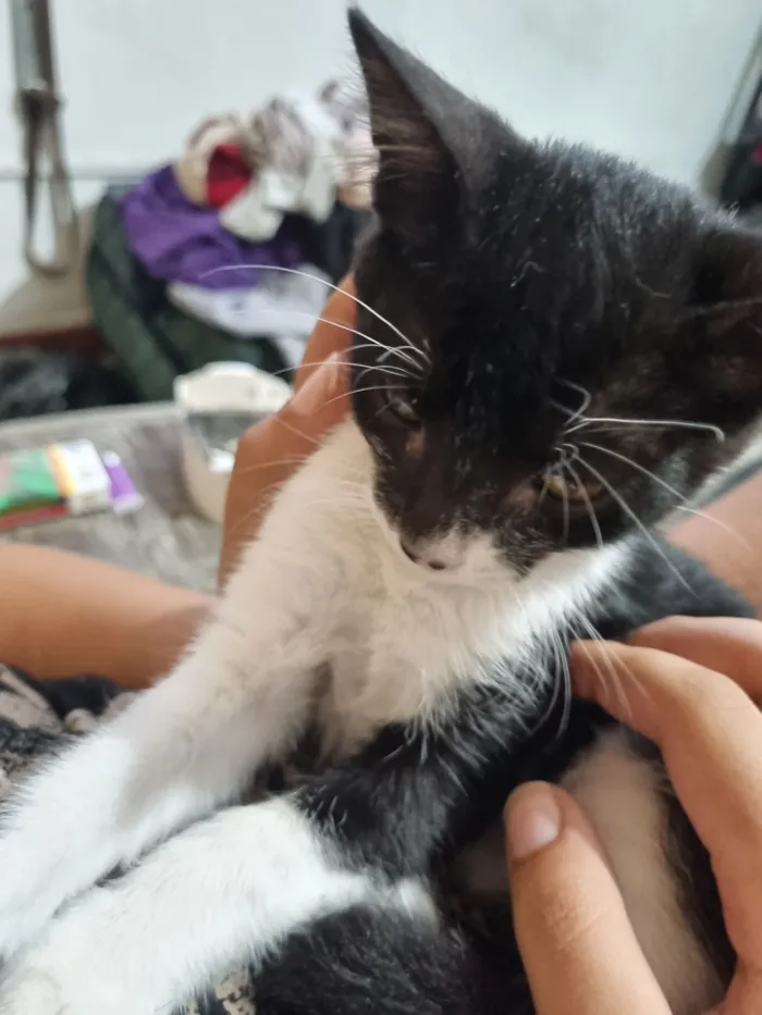 Gato raça SRD-ViraLata idade 2 a 6 meses nome Pequeninho 