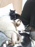 3 gatinhos para adoção 