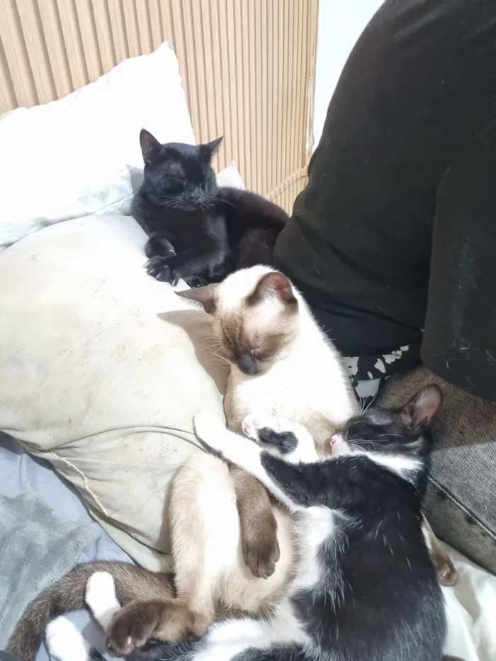 Gato raça SRD-ViraLata idade 7 a 11 meses nome 3 gatinhos para adoção 