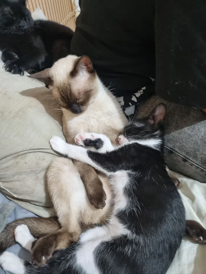 Gato raça SRD-ViraLata idade 7 a 11 meses nome 3 gatinhos para adoção 