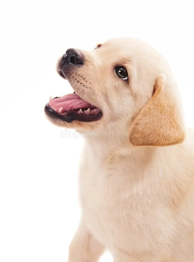 Cachorro raça Labrador idade 2 a 6 meses nome farofa