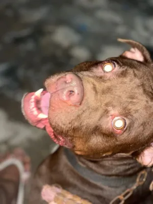 Cachorro raça Pit-Bull idade 2 a 6 meses nome snoop