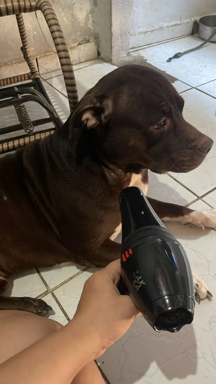 Cachorro raça Pit-Bull idade 2 a 6 meses nome snoop